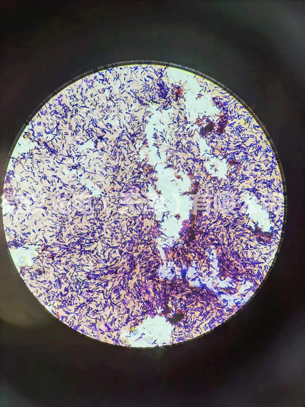 用微儀光電顯微鏡進(jìn)行芽孢及革蘭氏染色桿菌的觀察